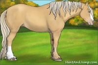Horse Color:Gold Cream Champagne 