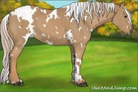 Horse Color:White Spotted Palomino 