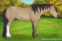 Horse Color:Sable Champagne 