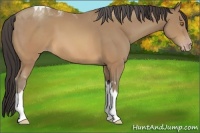 Horse Color:Sable Champagne Tobiano