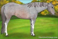 Horse Color:Brown Sabino Tobiano Varnish