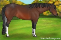 Horse Color:Bay Tobiano 