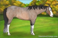 Horse Color:Buckskin Roan Splash 