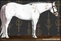Horse Color:Chocolate Bay Sabino Splash 