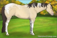 Horse Color:Amber Champagne Dun Tobiano