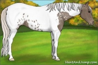 Horse Color:Silver Black Tobiano Appaloosa 