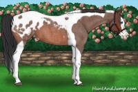 Horse Color:Bay Roan Splash Tobiano Blanket
