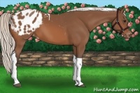 Horse Color:Silver Bay Tobiano Blanket 