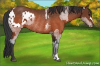 Horse Color:Brown Appaloosa and Brown Rabicano