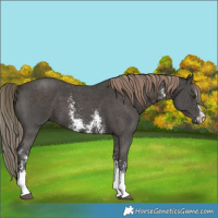 Horse Color:Liver Chestnut Sabino 