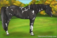 Horse Color:White Spotted Liver Chestnut Sabino 