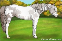 Horse Color:White Spotted Liver Chestnut Sabino Appaloosa 