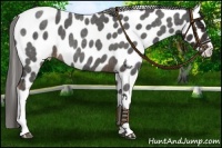 Horse Color:Liver Red Roan Appaloosa 