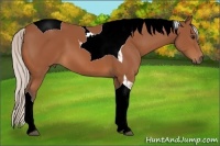 Horse Color:Silver Bay Tobiano 