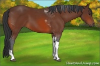 Horse Color:Bay Tobiano 