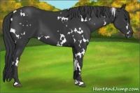 Horse Color:White Spotted Black 