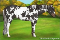 Horse Color:White Spotted Liver Chestnut 