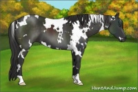 Horse Color:White Spotted Liver Chestnut 