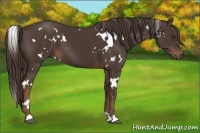 Horse Color:White Spotted Liver Chestnut 