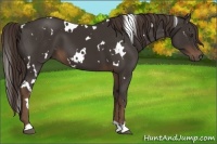 Horse Color:White Spotted Liver Chestnut