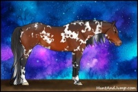 Horse Color:White Spotted Bay Appaloosa