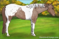 Horse Color:Chestnut Tobiano Appaloosa 