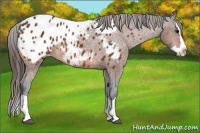 Horse Color:Bay Splash Appaloosa 