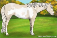 Horse Color:Palomino Pearl Frame 