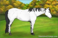 Horse Color:Blue Roan Near Fewspot 