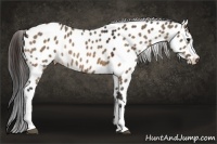 Horse Color:Brown Dun Near Leopard