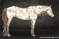 Horse Color:Amber Champagne Dun Appaloosa 