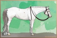 Horse Color:Liver Red Dun Appaloosa 