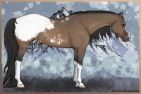 Horse Color:Bay Dun Appaloosa 