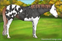 Horse Color:Liver Chestnut Splash Appaloosa 