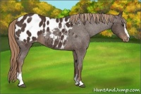 Horse Color:Liver Chestnut Sabino Blanket 