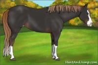 Horse Color:Liver Chestnut Sabino Splash Varnish 