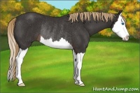 Horse Color:Liver Chestnut Sabino Splash Rabicano 