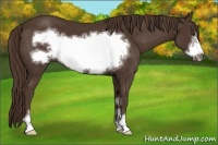 Horse Color:Liver Chestnut Sabino Frame 