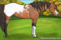 Horse Color:Bay Snowcap 