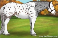 Horse Color:Brown Splash Near Leopard 