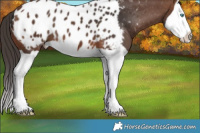 Horse Color:Brown Splash Near Leopard