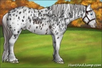 Horse Color:Brown Splash Appaloosa  and Brown Appaloosa 