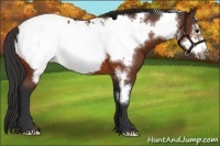Horse Color:Bay Frame Appaloosa