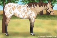 Horse Color:Bay Dun Appaloosa 