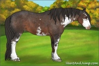 Horse Color:Liver Chestnut Sabino Appaloosa 