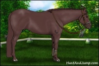 Horse Color:Chocolate Black Sabino