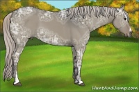 Horse Color:Silver Grullo Ice Sabino 