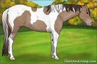 Horse Color:Classic Champagne Tobiano