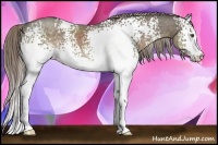 Horse Color:White Spotted Chocolate Palomino Ice Rabicano