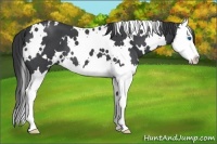 Horse Color:White Spotted Blue Roan Splash 